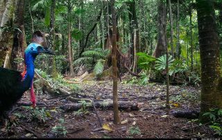 Camera Traps - August 2025