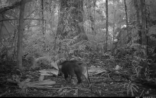 Camera Traps - August 2025
