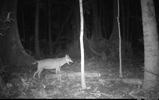 Camera Traps - August 2025