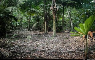 Camera Traps - August 2025