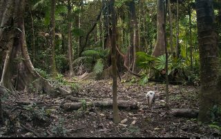 Camera Traps - August 2025