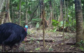 Camera Traps - August 2025