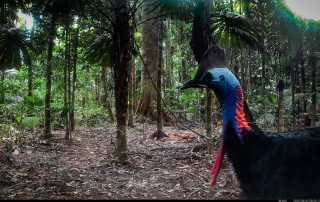 Camera Traps - August 2025