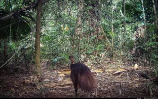 Camera Traps - August 2025