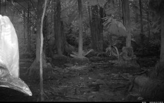 Camera Traps - August 2025