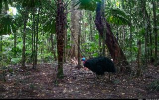 Camera Traps - August 2025