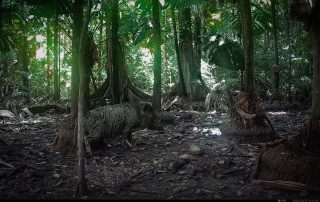 Camera Traps - August 2025