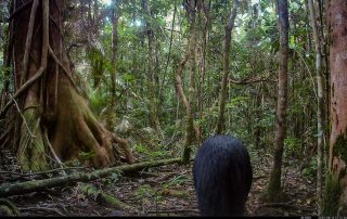Camera Traps - August 2025