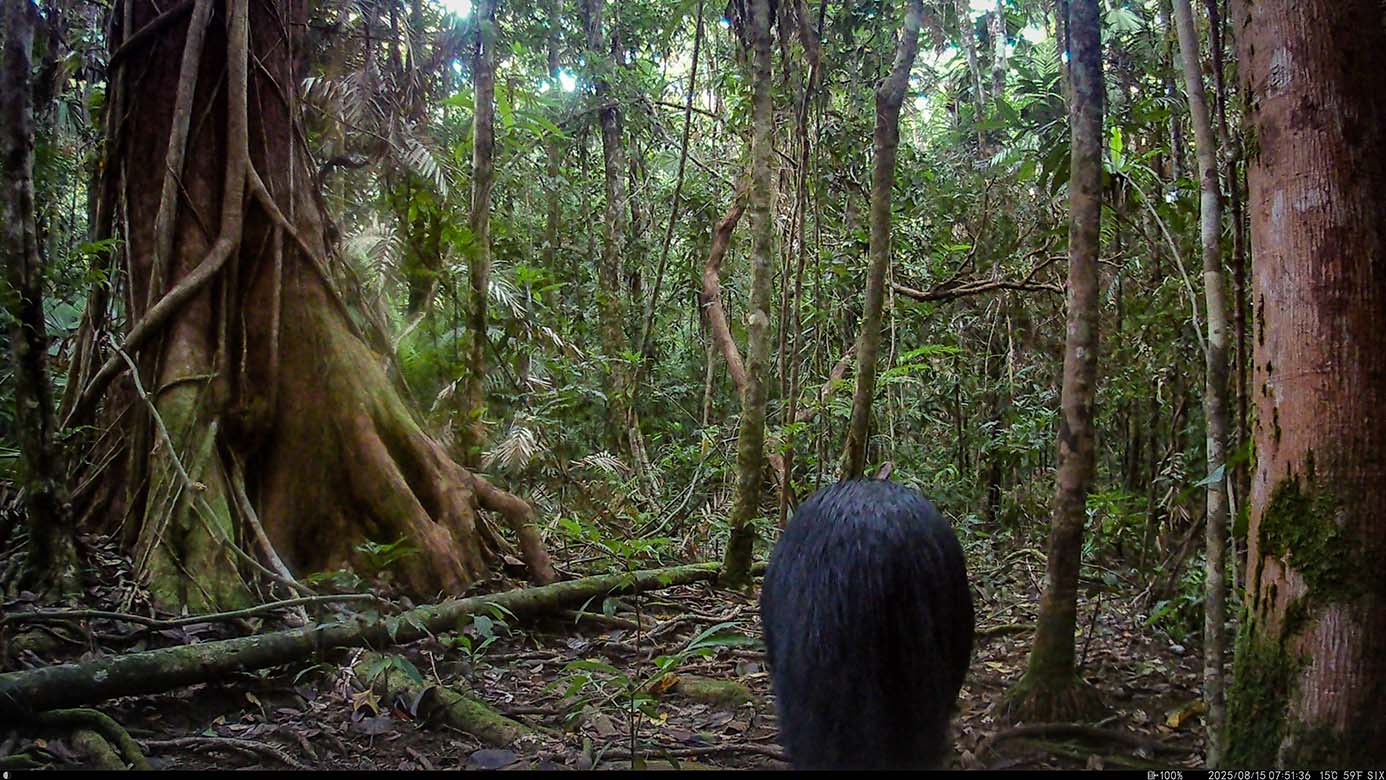 Camera Traps - August 2025