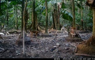 Camera Traps - August 2025