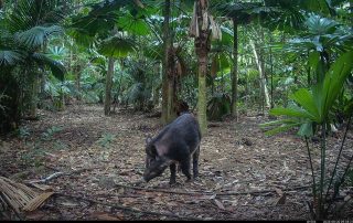 Camera Traps - August 2025