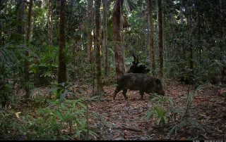 Camera Traps - August 2025