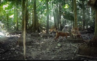 Camera Traps - August 2025