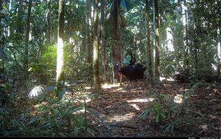 Camera Traps - August 2025