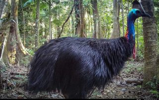 Camera Traps - August 2025