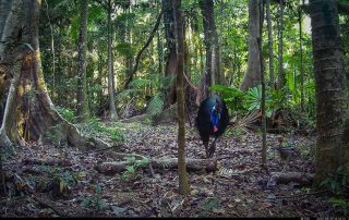 Camera Traps - August 2025