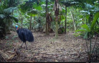 Camera Traps - August 2025