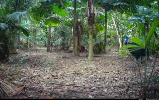 Camera Traps - September 2025