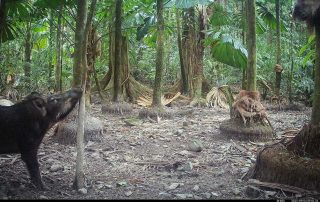 Camera Traps - September 2025