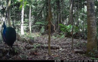 Camera Traps - September 2025