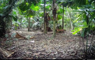 Camera Traps - September 2025