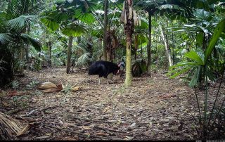 Camera Traps - September 2025