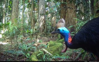 Camera Traps - September 2025