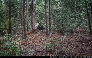 Camera Traps - September 2025