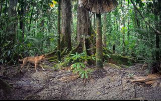 Camera Traps - September 2025