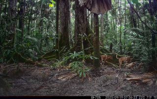 Camera Traps - September 2025