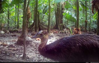 Camera Traps - September 2025