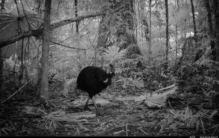 Camera Traps - September 2025