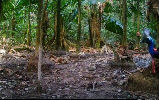 Camera Traps - September 2025