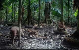 Camera Traps - September 2025