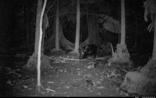 Camera Traps - September 2025