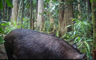 Camera Traps - September 2025