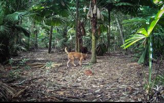 Camera Traps - September 2025