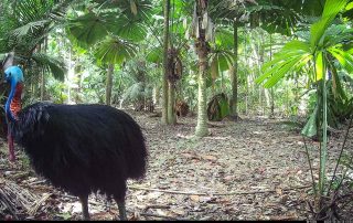 Camera Traps - October 2025