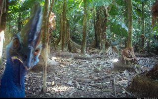 Camera Traps - October 2025