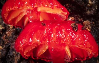 2024-25 Annual Report