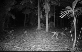 Camera Traps - November 2025