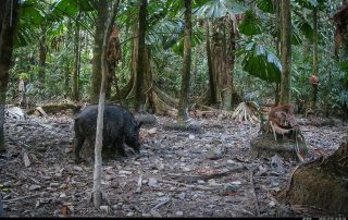 Camera Traps - November 2025