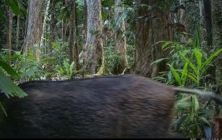 Camera Traps - November 2025