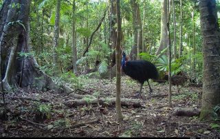 Camera Traps - November 2025