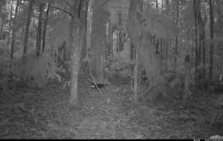 Camera Traps - November 2025