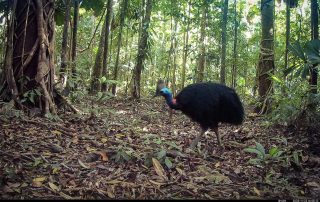 Camera Traps - November 2025