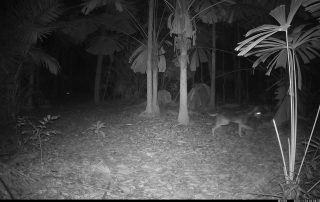 Camera Traps - November 2025