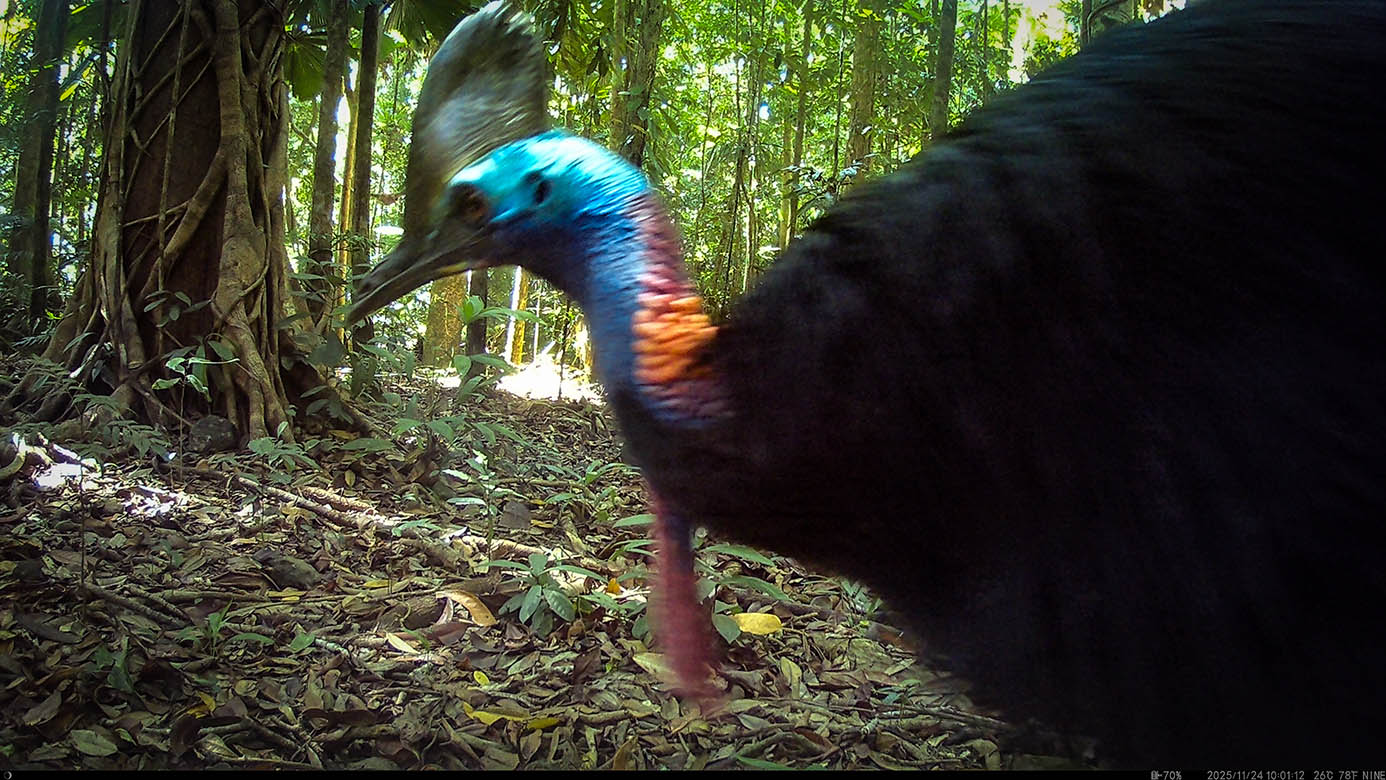 Camera Traps - November 2025