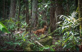 Camera Traps - December 2025