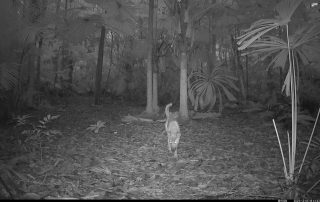 Camera Traps - December 2025